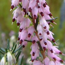 25 ghost hill bleeding heart seeds dicentra spectabilis shade flower garden thumb200