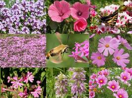 Ship From Us 560 Pink Power Wildflower Mix Seeds, ZG09 - £12.82 GBP