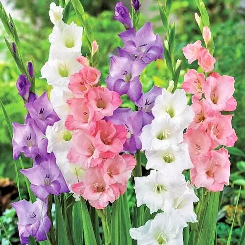 Gladiolus PASTEL 5 Flower Plant Bulbs Tall Sword Lily Large Pink Purple ... - $513.98 MXN