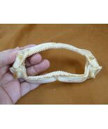 (SJ000-20) Rare 5-1/2&quot; BIGNOSE FANSKATE SHARK jaw teeth Simpterigia acut... - $4,962.09 MXN