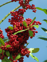 DAHOON HOLLY, ilex cassine Florida native wild tree bonsai shrub seed 100 seeds - £11.98 GBP