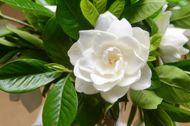BPA 50 Seeds Gardenia / Cape Jasmine Jasminiodes Fragrant White Shrub Flower Fro - £10.14 GBP