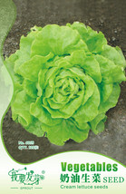 Pack 120 Seeds Cream Lettuce Seeds Butter Head Little Gem Organic Natural Vegeta - $6.92