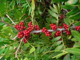 Pistacia Lentiscus seeds, Aroeira, L’Arbre au mastic graines, Mastixstra... - $5.27+