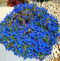 500 pcs Creeping Thyme or Blue Rock CRESS Plant Perennial Ground Cover Flower Fl - £7.06 GBP