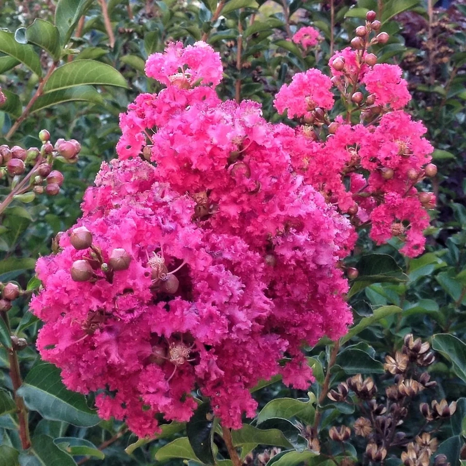 Lagerstroemia Indica Dark Pink Crepe Myrtle 7 Live Flower Plant Tree 6&quot; ... - $552.05 MXN