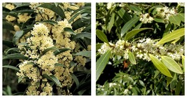 NEW! ( 1 ) - Fudingzhu Fragrant Tea Olive ( osmanthus ) - Starter Plant ... - $37.99