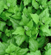 New Zealand Spinach Seeds | Heirloom | Organic FRESH - £8.45 GBP