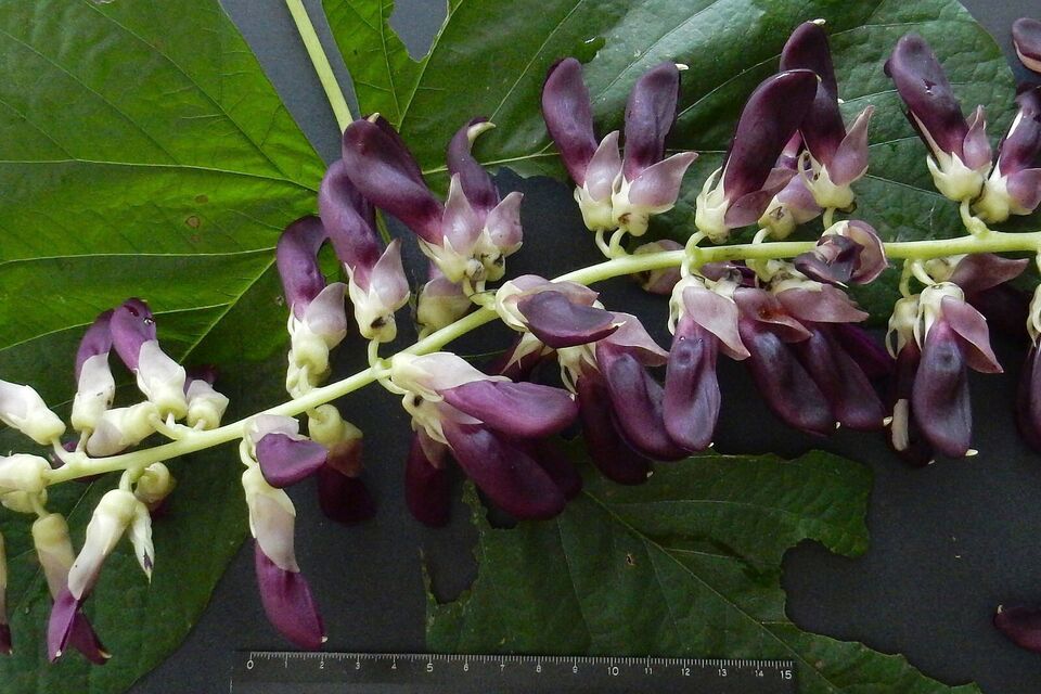 energy supplements for woman - MUCUNA PRURIENS EXTRACT - velvet beans dried 1Bot Item image 5