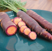 US Seller 100  Purple Dragon Carrot Seeds Heirloom Organic  - £7.09 GBP