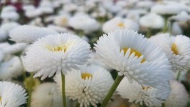 USA SELLER 200 White Bellis Perennis Enorma Flower Seeds English Daisy Herb Fast - £7.25 GBP