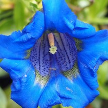 Trumpet Gentian Seeds Organic Gentiana Acaulis Seeds Blue Flower Bulk Stemless G - $7.90