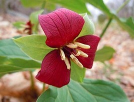 60Pcs Trillium Erectum Flower Seeds Fresh Garden - £7.79 GBP