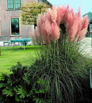 Pink Pampas Grass 200 Seeds Cortaderia Fresh Garden USA SELLER - $33.96