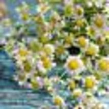 500 Seeds! Herb Roman Chamomile Medicinal Heirloom Fragrant Perennial Non-GMO - £9.59 GBP