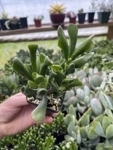 Live Plants Crassula Ovata ‘Orge’s Ears’! - £30.48 GBP