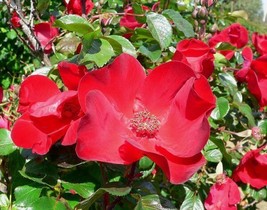 USA Japanese Red Rose Bush Rosa Rugosa Rubra Rugrose Fragrant Flower 30 Seeds - £8.64 GBP