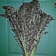 Fresh Seeds Dwarf Mayo Sorghum 30 Seeds Under 5 Ft Tall Make Great Broom - $13.76