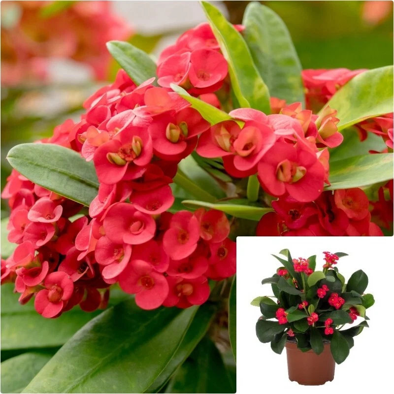 Euphorbia Milii Maxi Triton 4inches Plant Red Euphorbia Live plant Pr7 - $23.79