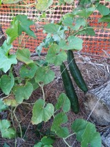 Luffa Gourd 20+ Seeds, Non-GMO, Zone 7 Adapted Organically Grown - Organic - $4.15