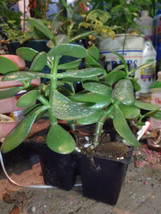 Bonsai Jade Plant - Crassula Ovata 1 Year Old - £12.66 GBP