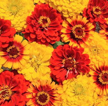 US Seller South Of The Border Mix Zinnia Red Yellow Sombrero Flower New Fresh - £6.09 GBP