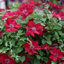 Live Plant - Crimson Nubia Clematis Vine Flowers - 2.5&quot; Pot - Gardening - £47.39 GBP