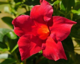 Red Mandevilla Vine well rooted starter size plant - £27.85 GBP