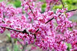 New Fresh Seeds 20 Joys Pride Redbud Seeds Cercis Canadensis Morton - $12.80