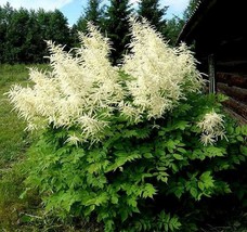 100 Seeds Goats Beard Aruncus dioicus Showy Plumes Fresh Seeds - $5.18