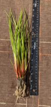 Soft Tail Rush Starter Plant Plug | Juncus Effusus  FREE SHIPPING - £9.46 GBP