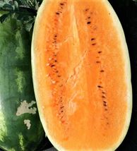 25 SEEDS Tendersweet Orange Watermelon Seeds NON-GMO - £10.22 GBP