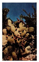 Prickly Pear In Fruit Walnut Canyon Near Carlsbad New Mexico Cactus Postcard - £6.92 GBP