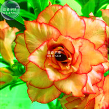 HOT NEW BELLFARM Adenium Orange Double Petals Red Edge Bonsai Flowers, 2seeds/pa - £4.98 GBP