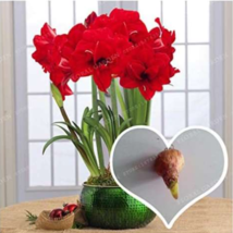 Red Hippeastrum Rutilum Bulb Garden Fresh USA Store - £11.33 GBP