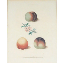 Plate XXXIII &quot;Peaches&quot; by George Brookshaw from Pomona Britannica Engraving - £1,038.66 GBP