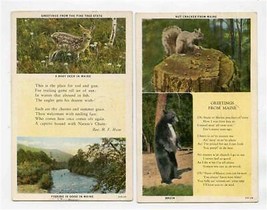 2 Squirrel Bruin Baby Deer Fishing in Greetings From Maine Postcards 1930  - £12.46 GBP