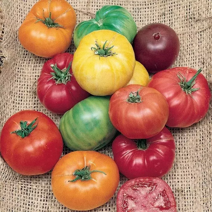 KS Rainbow Beefsteak Mix Tomato Non Gmo Greenhouse Suppliers Planting 12... - $9.59