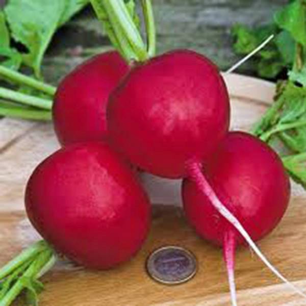 RADISH SEED, CHAMPION, HEIRLOOM, ORGANIC, NON GMO, 500+ SEEDS, PERFECT RADISHES