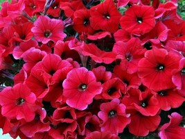 VP Bright Red Petunia Containers Hanging Baskets Window 50 Seeds - £2.55 GBP