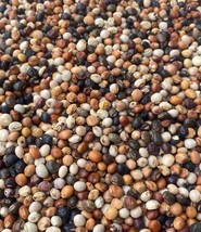 10 in 1 pigeon pea, cajanus cajan seeds for sale, 100g/ 8 USD, shipping ... - £23.21 GBP