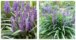 Blue Lily Turf Monkey Grass Flower Seeds 50PCS Seeds International Ship - £16.07 GBP