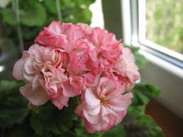 Geranium Purely Pink Double Petals Dense Ball-shaped Perennial, 10 seeds - £9.61 GBP
