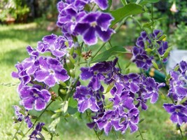 GIB Duranta erecta | Sweet Memories | 10 Seeds - £15.18 GBP