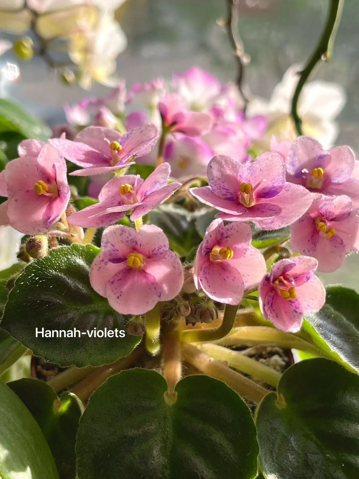 African Violet Plant- &quot;Hunter&#39;s Bunny Tracks&quot; (semiminiature) - USA Seller  - $38.99