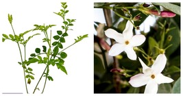 Poet&#39;s Jasmine - Jasminum grandiflorum - $42.95