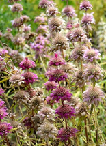 Lavender Beebalm 150 Seeds Mintleaf Bergmot Monarda Fistulosa Wild Bergamot Fres - £10.76 GBP