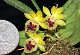 HARAELLA RETROCALLA SMALL ORCHID MOUNTED - £20.70 GBP