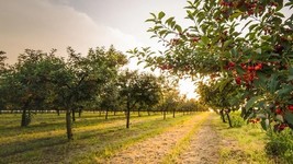 Fresh 10 Cowiche Cherry Seeds for Garden - €6,88 EUR