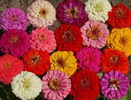 Pumila Mix Zinnia Seeds, Cut and Come Again, Variety Size Packets, FREE SHIPPING - £1.31 GBP+